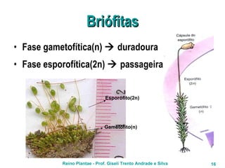 Briófitas Fase gametofítica(n)    duradoura Fase esporofítica(2n)    passageira Esporófito(2n) Gametófito(n) 