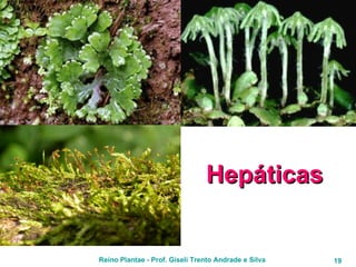 Hepáticas 