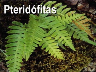 Pteridófitas 