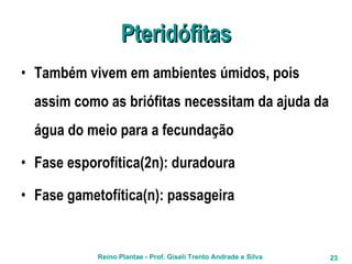 Pteridófitas Também vivem em ambientes úmidos, pois assim como as briófitas necessitam da ajuda da água do meio para a fecundação Fase esporofítica(2n): duradoura Fase gametofítica(n): passageira 