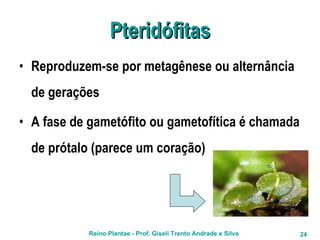 Pteridófitas Reproduzem-se por metagênese ou alternância de gerações A fase de gametófito ou gametofítica é chamada de prótalo (parece um coração) 