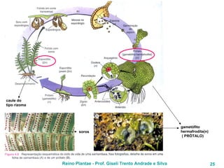caule do  tipo rizoma soros gametófito hermafrodita(n) ( PRÓTALO) 