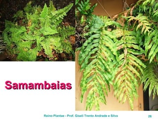 Samambaias 