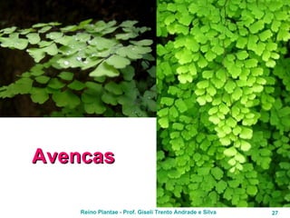 Avencas 