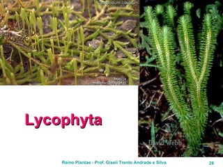 Lycophyta 