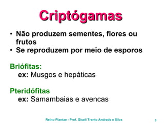 Criptógamas   Não produzem sementes, flores ou frutos Se reproduzem por meio de esporos Briófitas: ex:  Musgos e hepáticas Pteridófitas ex:  Samambaias e avencas 