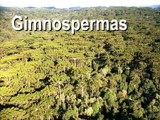 Gimnospermas 