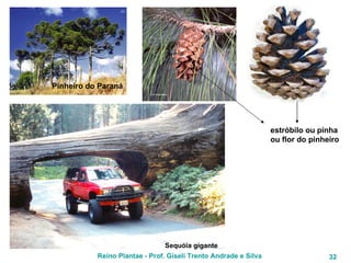 Pinheiro do Paraná estróbilo ou pinha ou flor do pinheiro Sequóia gigante 