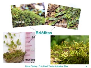 Briófitas musgos musgos hepáticas musgos 