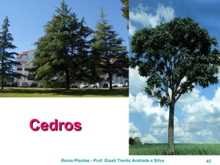 Cedros 