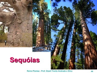 Sequóias 