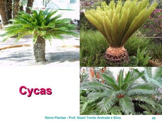 Cycas 