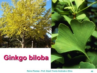 Ginkgo biloba 