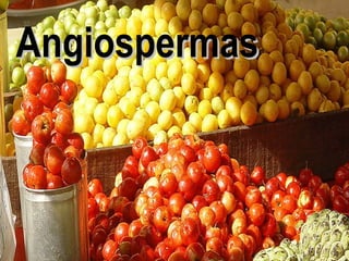Angiospermas 