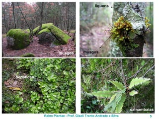 musgos musgos líquens hepáticas musgos samambaias 