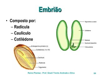 Embrião Composto por: Radícula Caulículo Cotilédone 