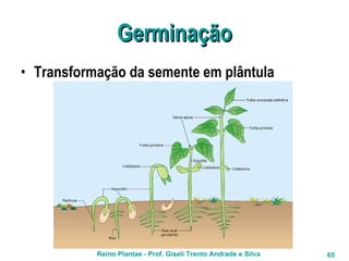 Germinação Transformação da semente em plântula   