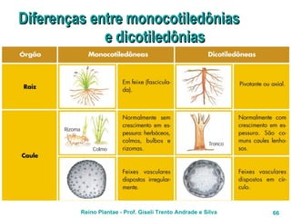 Diferenças entre monocotiledônias  e dicotiledônias 