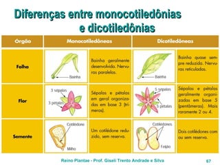 Diferenças entre monocotiledônias  e dicotiledônias 