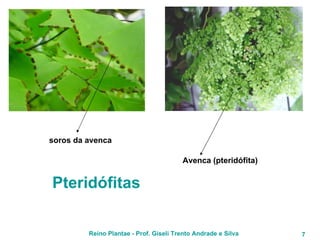 soros da avenca Avenca (pteridófita) Pteridófitas 
