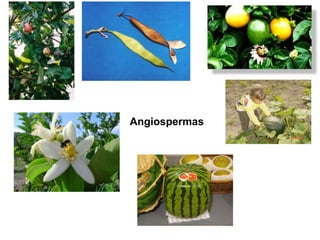 Angiospermas
