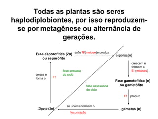 Todas as plantas são seres haplodiplobiontes, por isso reproduzem-se por metagênese ou alternância de gerações.sofre R!(meiose)e produzFase esporofítica (2n)       ou esporófitoesporos(n)crescem e formam aE! (mitoses)fase sexuadado ciclocresce eforma oE!Fase gametofítica (n)     ou gametófitofase assexuadado cicloproduz E!se unem e formam ogametas (n)Zigoto (2n)fecundação