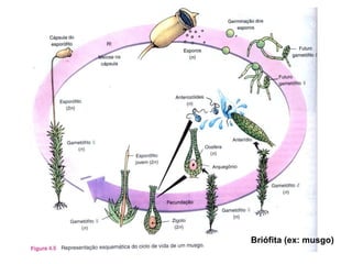 Briófita (ex: musgo)