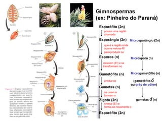 Gimnospermas(ex: Pinheiro do Paraná)Esporófito (2n)Esporângio (2n) Esporos (n)Gametófito (n)Gametas (n)Zigoto (2n)Esporófito (2n)possui uma regiãochamadaMicrosporângio (2n)que é a região ondeocorre meiose R! para produzir osMicrósporo (n)Microgametófito (n)   (gametófito O  ou grão de pólen)      gametas O (n)crescem (E!) e se transformam noproduz osse unem e formam o cresce (E!) e forma-se novamente o