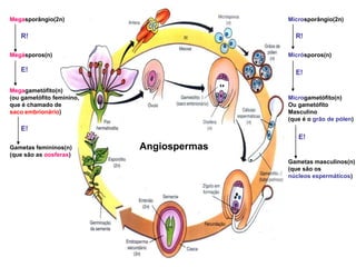 Megasporângio(2n)Megásporos(n)Megagametófito(n)(ou gametófito feminino,que é chamado de saco embrionário)Gametas femininos(n) (que são as oosferas)Microsporângio(2n)Micrósporos(n)Microgametófito(n)Ou gametófitoMasculino(que é o grão de pólen)Gametas masculinos(n)(que são os núcleos espermáticos)R!R!E!E!E!E!Angiospermas