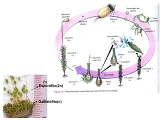 Esporófito(2n)Gametófito(n)