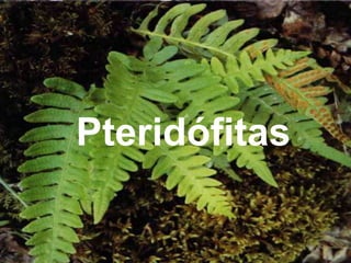 Pteridófitas