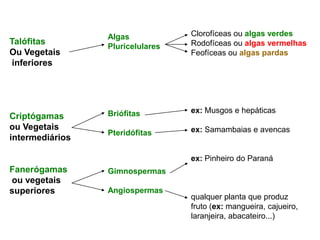 Clorofíceas ou algas verdesRodofíceas ou algas vermelhasFeofíceas ou algas pardasex: Musgos e hepáticasex: Samambaias e avencasex: Pinheiro do Paranáqualquer planta que produzfruto (ex: mangueira, cajueiro, laranjeira, abacateiro...)Algas PluricelularesBriófitasPteridófitasGimnospermasAngiospermasTalófitas Ou Vegetais inferiores Criptógamas ou Vegetais intermediáriosFanerógamas ou vegetais superiores