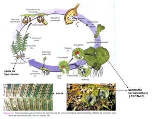 caule do tipo rizomagametófitohermafrodita(n) ( PRÓTALO)soros