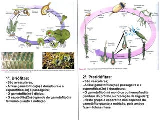 2º. Pteridófitas:- São vasculares;- A fase gametofítica(n) é passageira e a esporofítica(2n) é duradoura;- O gametófito(n) é monóico ou hermafrodita (lembrar do prótalo ou “coração de bigode”);- Neste grupo o esporófito não depende do gametófito quanto a nutrição, pois ambos fazem fotossíntese.1º. Briófitas:- São avasculares,- A fase gametofítica(n) é duradoura e a esporofítica(2n) é passageira;- O gametófito(n) é dióico;- O esporófito(2n) depende do gametófito(n) feminino quanto a nutrição. 