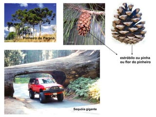 Pinheiro do Paranáestróbilo ou pinhaou flor do pinheiroSequóia gigante