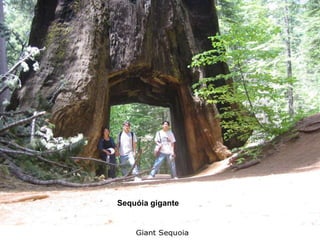 Sequóia gigante