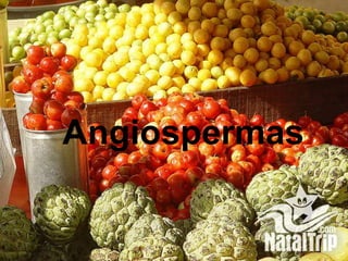 Angiospermas