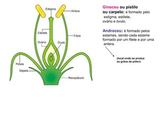 Gineceu ou pistilo ou carpelo: é formadopeloestigma, estilete, ovário e óvulo.Androceu: é formado pelosestames, sendo cada estame formado por um filete e por uma antera. (local onde se produzos grãos de pólen)
