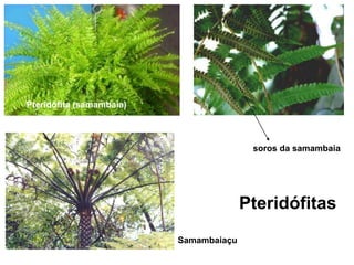 Pteridófita (samambaia)soros da samambaiaPteridófitasSamambaiaçu