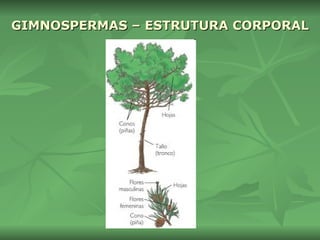 GIMNOSPERMAS – ESTRUTURA CORPORAL 