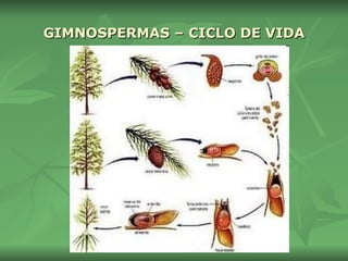 GIMNOSPERMAS – CICLO DE VIDA 