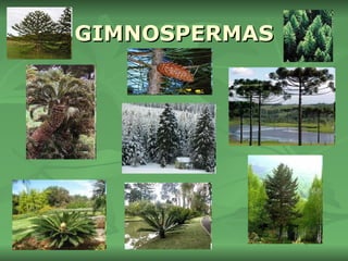GIMNOSPERMAS 
