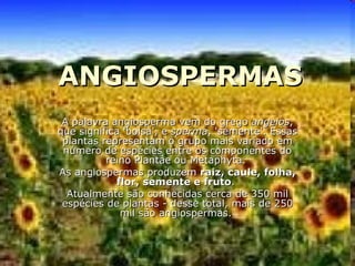 ANGIOSPERMAS A palavra angiosperma vem do grego  angeios , que significa 'bolsa', e  sperma , 'semente'. Essas plantas representam o grupo mais variado em número de espécies entre os componentes do reino Plantae ou Metaphyta.  As angiospermas produzem  raiz, caule, folha, flor, semente e fruto .  Atualmente são conhecidas cerca de 350 mil espécies de plantas - desse total, mais de 250 mil são angiospermas.  