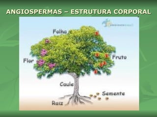 ANGIOSPERMAS – ESTRUTURA CORPORAL 