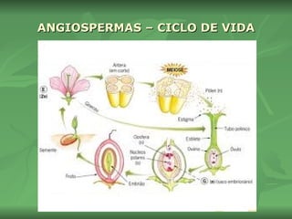 ANGIOSPERMAS – CICLO DE VIDA 