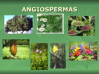 ANGIOSPERMAS 
