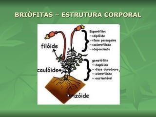 BRIÓFITAS – ESTRUTURA CORPORAL 