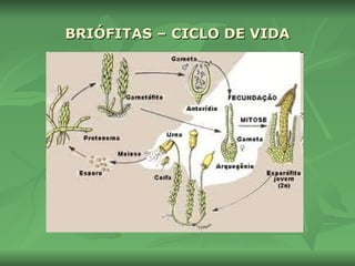 BRIÓFITAS – CICLO DE VIDA 