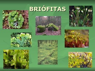 BRIÓFITAS 