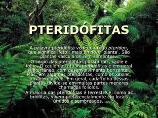 PTERIDÓFITAS A palavra pteridófita vem do grego  pteridon , que significa 'feto'; mais  phyton , 'planta'. São plantas vasculares sem sementes.  O corpo das pteridófitas possui raiz, caule e folha. O caule das atuais pteridófitas é em geral subterrâneo, com desenvolvimento horizontal. Mas, em algumas pteridófitas, como os xaxins, o caule é aéreo. Em geral, cada folha dessas plantas divide-se em muitas partes menores chamadas folíolos. A maioria das pteridófitas é terrestre e, como as briófitas, vivem preferencialmente em locais úmidos e sombreados.  